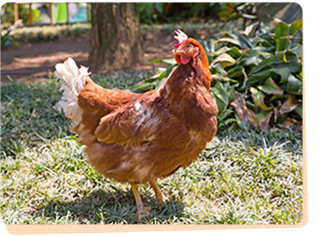 エサへのこだわり