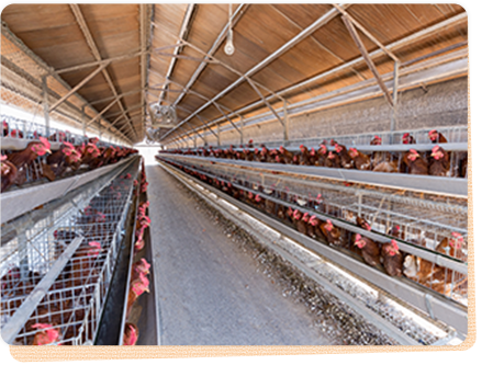 フルボ酸とは？