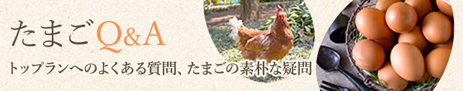 たまご Q&A